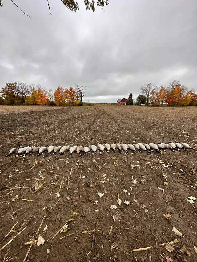 Row of geese laid out in a plowed field with trees and a red barn in the distance