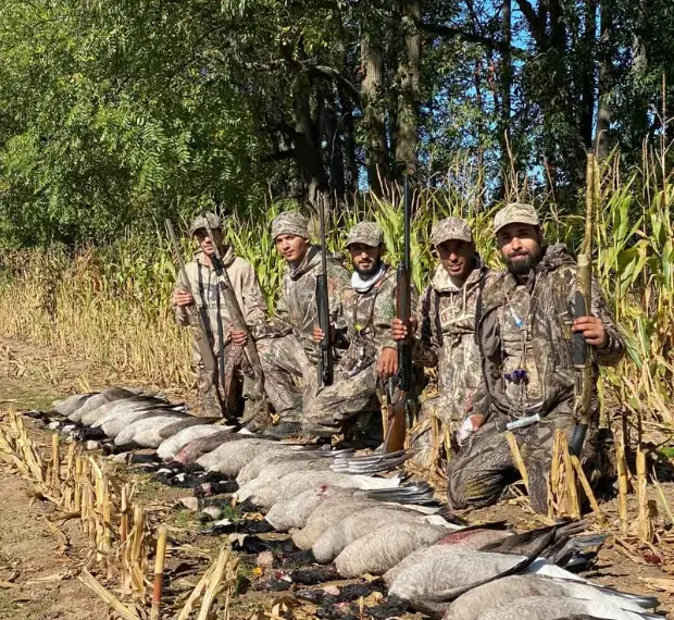 Five hunters in standing corn with a goose limit