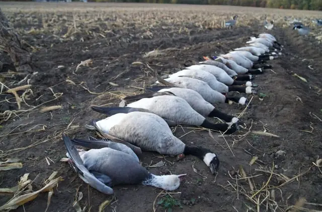 Row of Canada geese laid out in a harvested cornfield