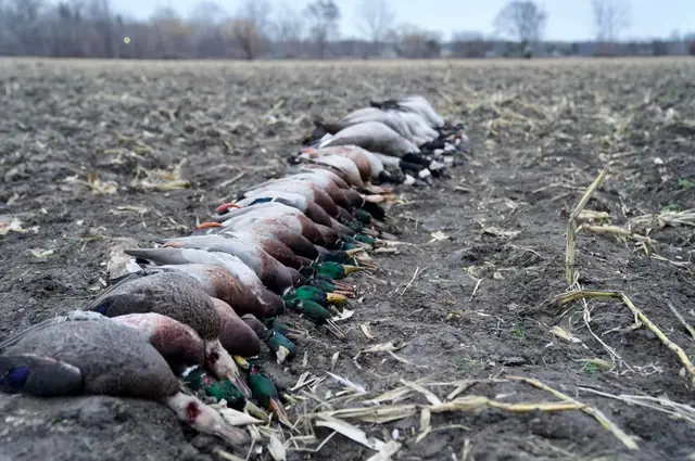Row of mallards and other ducks laid out in a harvested cornfield
