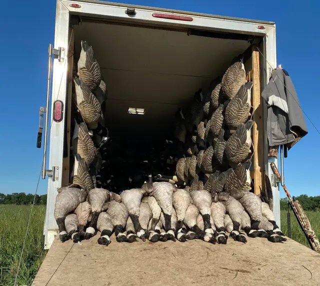 Open cargo trailer loaded with geese