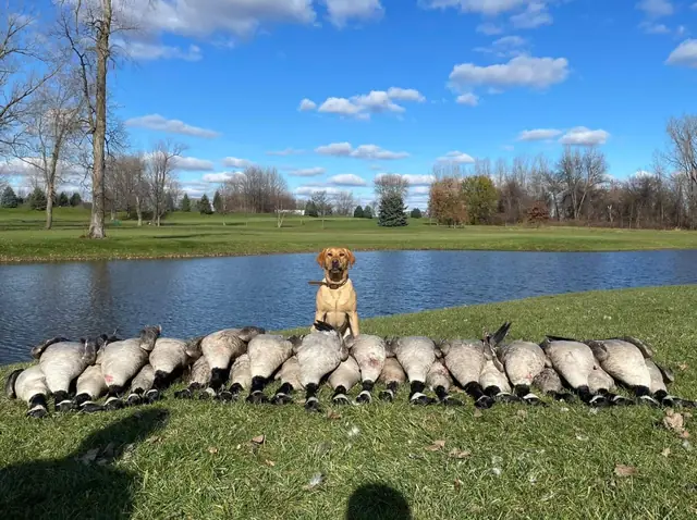 Yellow Labrador retriever behind a row of geese near a pond